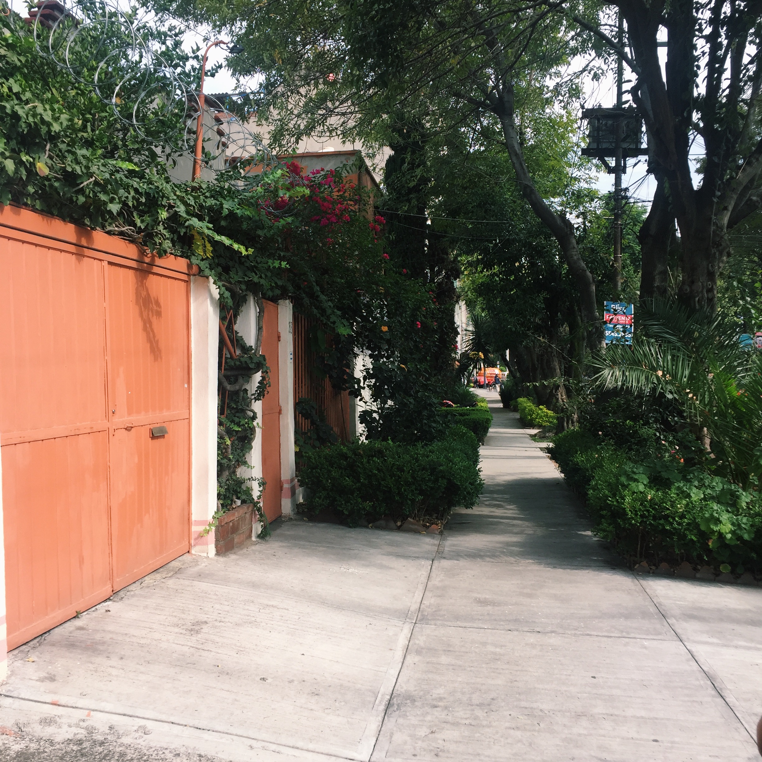 carmina tiscareño - roma